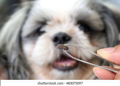 Big Tick Of A Dog,tweezers To Clamp A Big Tick.