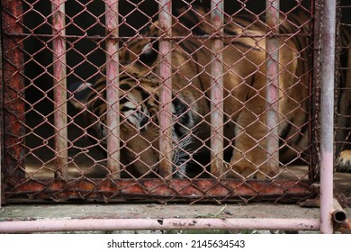 5,328 Tiger Cage Images, Stock Photos & Vectors | Shutterstock