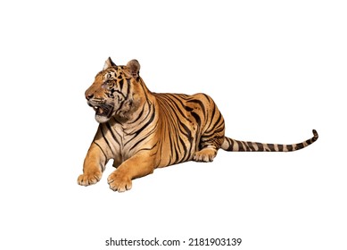 Big Tiger Man In Nature Tiger Habitat Walking Showing Natural Behavior Isolated On The White Background.  