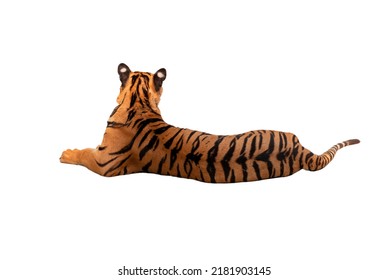 Big Tiger Man In Nature Tiger Habitat Walking Showing Natural Behavior Isolated On The White Background.  