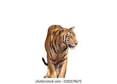 Big Tiger Man In Nature Tiger Habitat Walking Showing Natural Behavior Isolated On The White Background.  