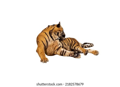 Big Tiger Man In Nature Tiger Habitat Walking Showing Natural Behavior Isolated On The White Background.  