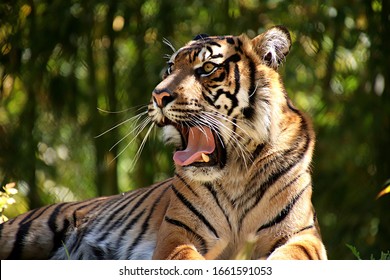 A Big Tiger With Open Mouth