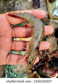 Big Tiger Prawn In Hand