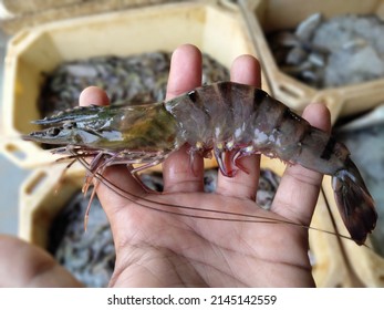 Big Tiger Prawn In Hand