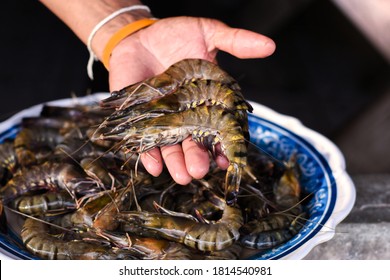 Big Tiger Prawn On Hand, Shrimp Farm.