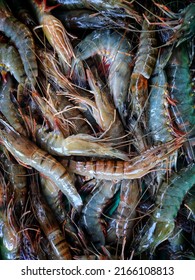 Big tiger prawn penaeus monodon pile in indian fish market for sale fresh tiger shrimp in plastic container