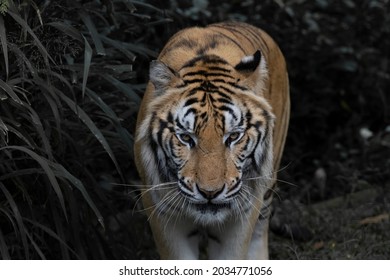 Big Tiger watching in the dark to strike their prey, tiger is a natural carnivore predator.