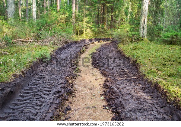 Big tire print\
on ground. Engraved traces of tractor or bulldozer tires in large\
mud. Deforestation and logging, forest clearing, timber removal.\
Human impact on the\
environment.