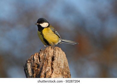 Big Tit
