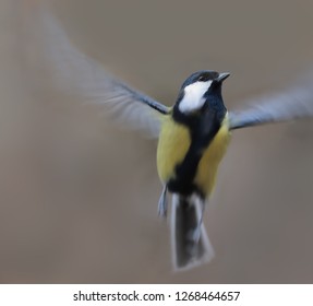 Big Titmouse. Vertical Takeoff.
