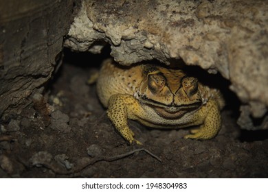 A Big Toad In A Hole, A Golden Toad At Night Up Close.