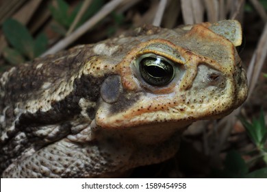 Big Toad With Many Names: Cope's, Schneider's Toad, Cururu Toad, Or Rococo Toad (Rhinella Diptycha) From Pantanal, Brazil