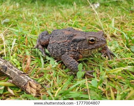 Big Toad sitting in grass 