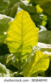 Big Tobacco leaf on blurred tobacco plantation field background, Germany. Green tobacco leaves texture 