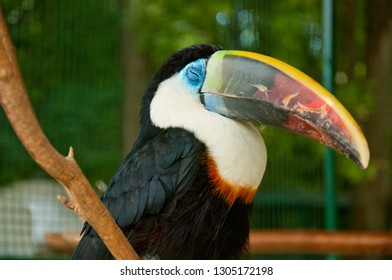 The Big Toco Toucan (Ramphastos Toco) With Damaged Beak