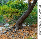 Big Tooth Maple Tree With Fall Color on The Maple Trail, Lost Maples State Park, Texas, USA