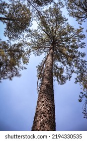 Big Tree 1000 Years In Thailand