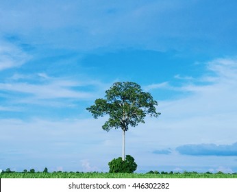 Big tree