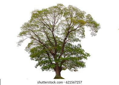 Trees Png Images, Stock Photos & Vectors | Shutterstock