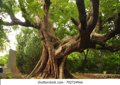 Big Tree Forest Stock Photo (Edit Now) 1350622757