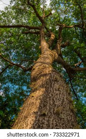 The big tree