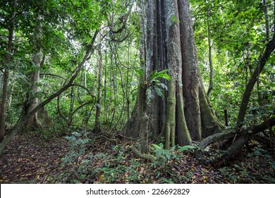 A Big Tree Of The Amazon Forest.