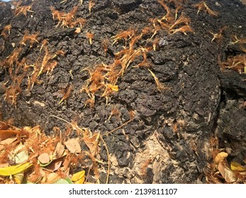 Big Tree Bark And Dried Flowers Of Albizia Lebbeck Tree Close Up