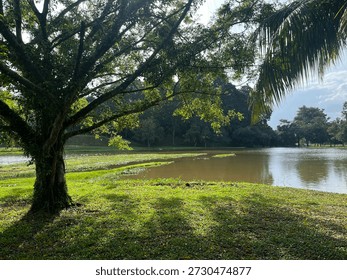 big tree besides lake while sipping tea