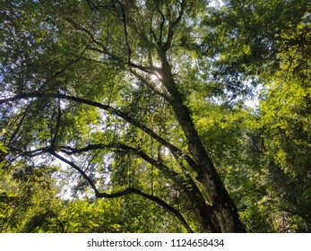 Big Tree Blocking Sun Shine In The Middle Of Forest