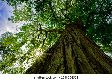 Big Tree Blocking Sun Shine In The Forest For Earth Day Celebration Event