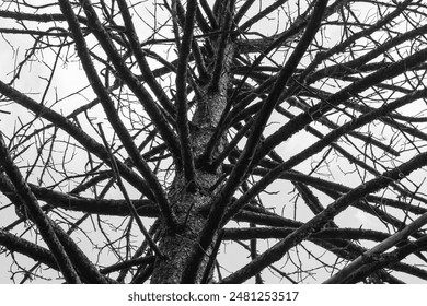 Big tree branch on a white background view from below. Withered Tree top Silhouette. Cloudy Sky Background. Global warming, climate change, dead planet concept. looking up a dead tree trunk. - Powered by Shutterstock