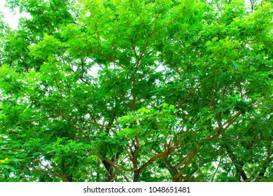 Big Tree And Branches Of Tree Over Head In Tropical Forests.
Leaves Green Background.
Looking Under The Tree.