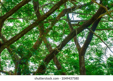 Big Tree And Branches Of Tree Over Head In Tropical Forests.
Leaves Green Background.
Looking Under The Tree.