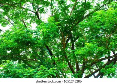 Big Tree And Branches Of Tree Over Head In Tropical Forests.
Leaves Green Background.
Looking Under The Tree.