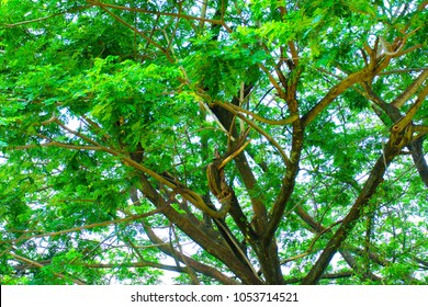 Big Tree And Branches Of Tree Over Head In Tropical Forests.
Leaves Green Background.
Looking Under The Tree.