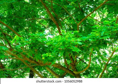 Big Tree And Branches Of Tree Over Head In Tropical Forests.
Leaves Green Background.
Looking Under The Tree.