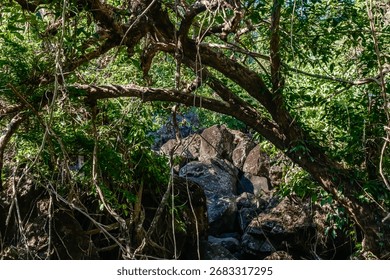 A big tree with curved branches frames the rocky wilderness under sunlight.