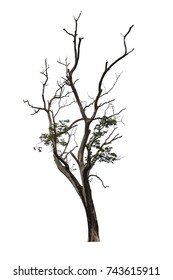 Big tree and dry branch isolated on white background with clipping path. Neem Tree. Holy Tree.