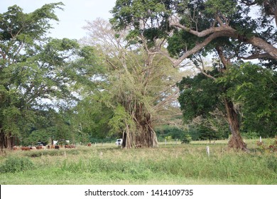 Big Tree In Espiritu Santo, Vanuatu, Oceania