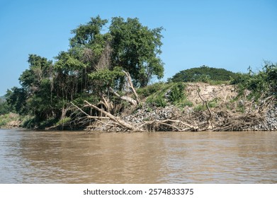 Big tree falling into river after typhoon Yagi has swept Southeast Asia. 