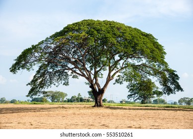 The Big Tree in The Field