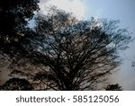 Big tree in the forest