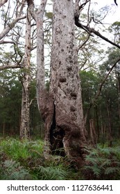Big tree in the forest
