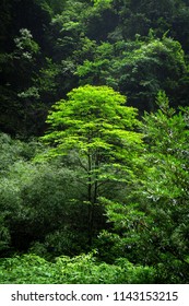 big tree in the forest