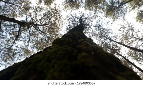 a big tree in the forest