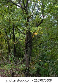 a big tree in the forest