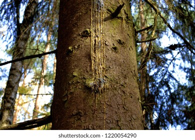 big tree in the forest close up