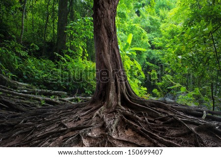Big tree in forest. Green life background