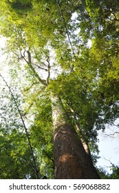 Big tree in the forest, North Thailand